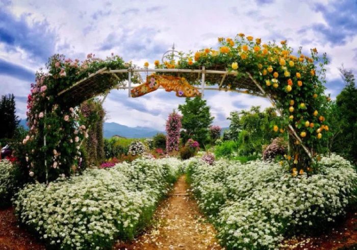 🌹 사토 배나무 과수원 로즈 가든(사토 리엔 로즈 가든) 이미지 2